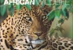 African Wildlife Kalender 2024